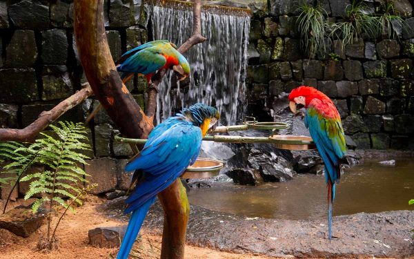 Ingresso - Parque das Aves CONECTA - Image 4