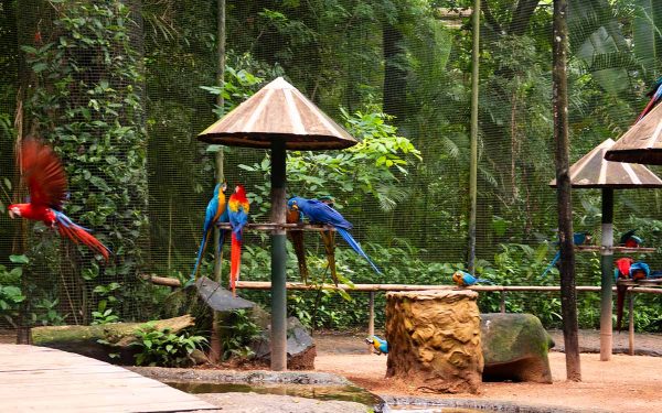 Ingresso - Parque das Aves CONECTA - Image 3